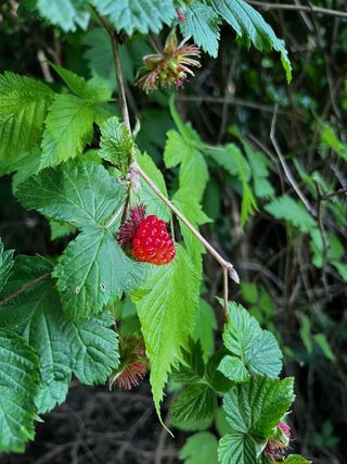 Farmers Market Outreach